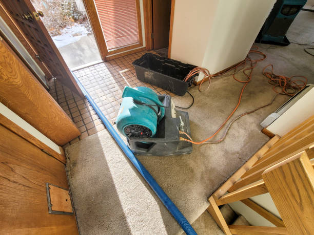 Best Mold removal after water damage  in Owensboro, KY